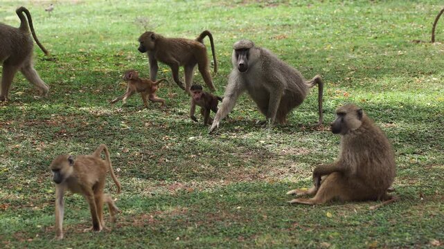 Baboon with baby in Africa 