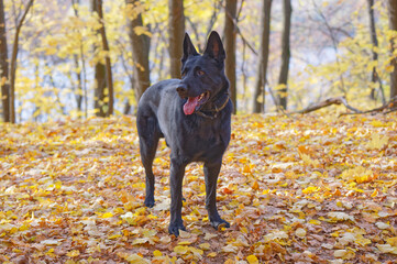 Black German shepherd