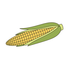 baby corn vector illustration