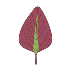 amaranth leaf vector illustration