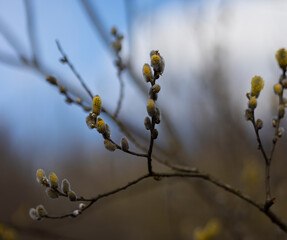 buds bloomed on a tree branch in spring