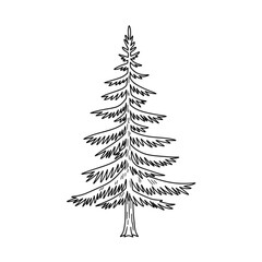 Obraz premium Hand-drawn Fir Tree Illustration - Sketchy Evergreen Pine, Conifer, Forest Element, Nature Sketch, Black and White Line Art for Design