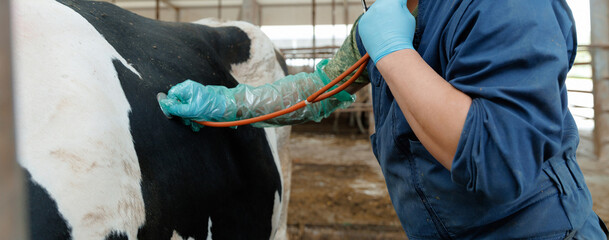 Veterinarian examining dairy cow with stethoscope in barn environment