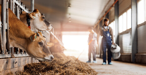 Cows jersey with smart collar eating hay in cowhed on dairy farm in barn, sunlight. Banner modern...