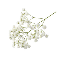 Delicate white baby s breath flowers with tiny blossoms on a thin stem presented as an isolated object on transparent background isolated on transparent background