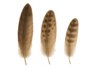 Brown bird feathers set with varying patterns, natural spotted and striped fluffy plumage, transparent background