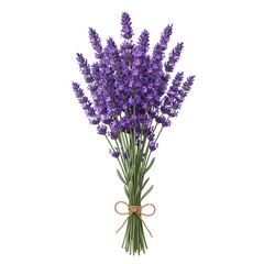 A beautiful bunch of fresh purple lavender flowers tied with a rustic twine bow isolated on transparent background