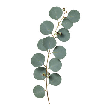 A delicate sprig of eucalyptus with round silvery green leaves isolated on a transparent background for design purposes isolated on transparent background