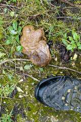 animal poo on the walkway