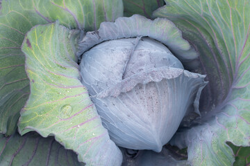 Obraz premium Close-up of a head of red cabbage growing in a field. Dewdrops lie on the plant.