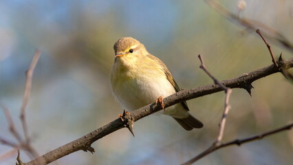 robin on branch