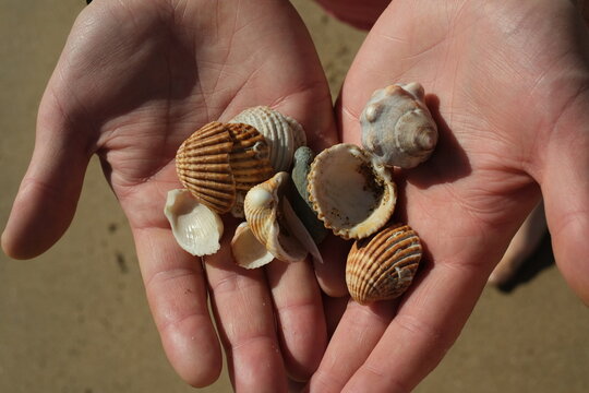 men's hands holding seashells