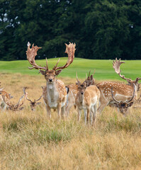 Deer with shedding bast, Denmark