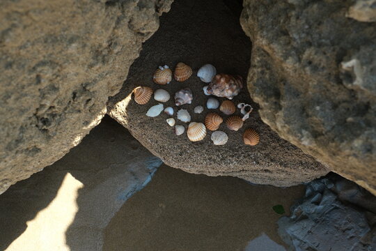 seashells, on rock