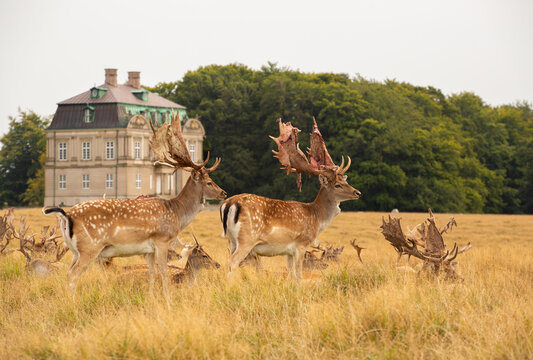 Eremitage slottet (castle) with deer in foreground with shedding bast, Denmark