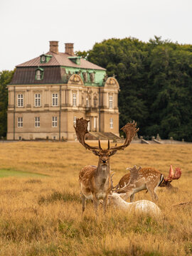 Eremitage slottet (castle) with deer in foreground with shedding bast, Denmark