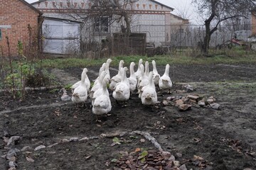Domestic white geese flock walking on muddy rural farmyard field near old village houses outdoors on an overcast autumn day © Olha