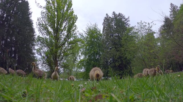 Canada Goose Goslings Feeding on Grass 4K UHD.A Canada Goose protecting goslings feeding on grass on a grey day. 4K UHD.

