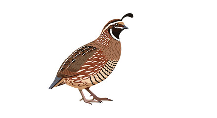 Fototapeta premium Detailed and realistic vector illustration of a California quail bird with its characteristic topknot, standing on a white background.