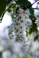blooming apple tree in the garden 