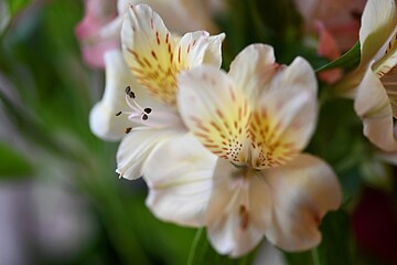 Obraz premium Vibrant and delicate pink and yellow Alstroemeria flowers, also known as Peruvian lilies, set against a lush green background. This beautiful floral arrangement is perfect for creating greeting cards,