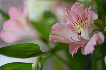 Fototapeta premium Vibrant and delicate pink and yellow Alstroemeria flowers, also known as Peruvian lilies, set against a lush green background. This beautiful floral arrangement is perfect for creating greeting cards,