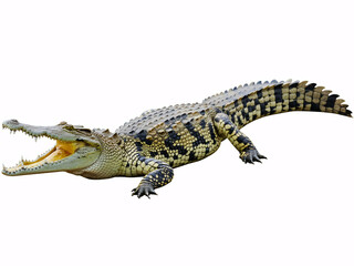 Fototapeta premium Menacing saltwater crocodile showing powerful jaws and sharp teeth against pure white background ready to strike wildlife adventure concept