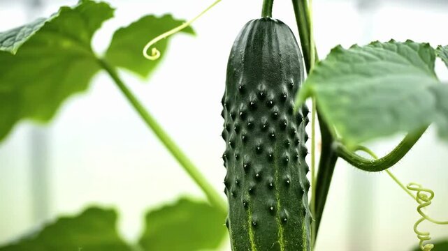 Fresh cucumbers hanging from leafy vines in a sunlit greenhouse
