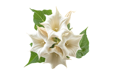 Beautiful blooming datura flower arrangement in full detail isolated on a transparent background
