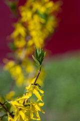 yellow forsythia flower blooms in the garden