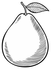 Botanical Sketch of a Pear with Leaf Simple Vintage Style Black and White Line Drawing