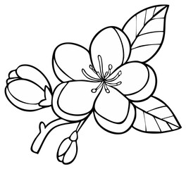 Delicate Floral Line Art Blossom and Buds, Springtime Flower Illustration with Petals and Leaves, Black and White Outline
