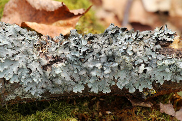 Parmelia sulcata is a species of lichen of the genus Parmelia (Parmelia) of the Parmeliaceae family.
