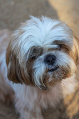 shih tzu dog sits on the road in a park in summer 