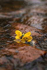 Yellow Wildflower Floating in the Water