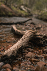 Fototapeta premium Branch Floating in Water Stream