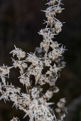 Macrophotography of a dry plant strewn with sharp frost crystals. The detailed winter texture and soft dark background blur create the atmosphere of a frosty morning.
