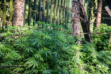 Cannabis plants behind barbed wire fence in natural outdoor environment.