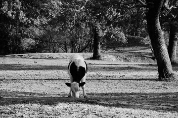 Young crossbred cow grazing in farm pasture in black and white.
