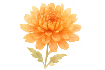 Orange watercolor chrysanthemum flower with subtle green leaves, creating a botanical illustration element with transparent background