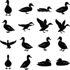 Fototapeta premium Collection of duck silhouettes in various poses on white background