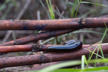  African millipede resting on a branch among foliage 