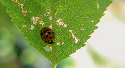 Ladybug on Green Leaf with Sunlit Texture