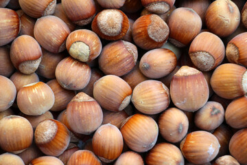 Harvest of ripe hazel fruits