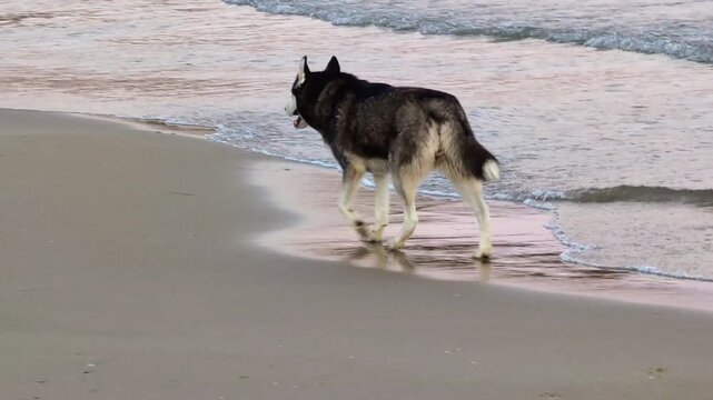 Sur fond de vagues glissant lentement vers le rivage, un chien se pr&eacute;cipite vers les mouettes rassembl&eacute;es sur le sable. Effray&eacute;es par l'animal, les mouettes s'envolent dans toutes les directions.
