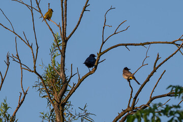 Three different birds perching on a branch looking in the same direction