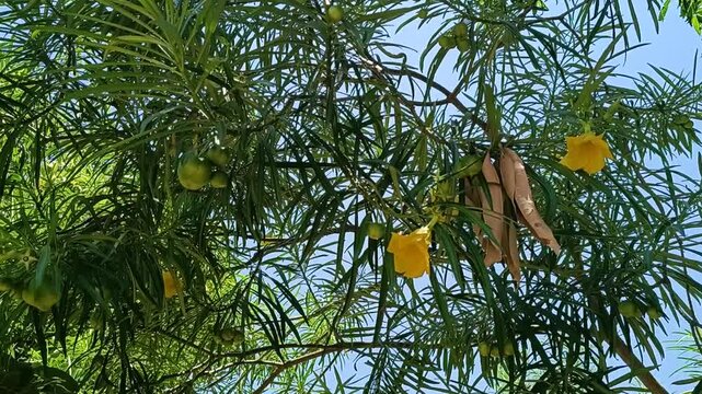 Cascabela thevetia, commonly known as the Yellow Oleander with vibrant yellow, trumpet-shaped flowers and green fruit.