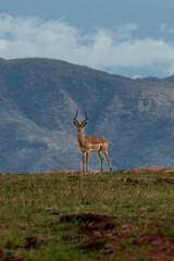 Stag