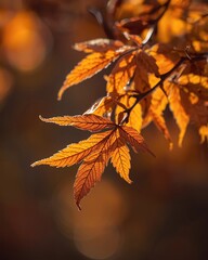 Autumn leaves glowing in golden sunlight with a soft, dreamy background.