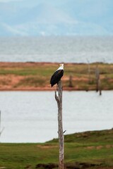 Fish Eagle